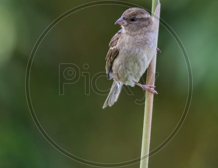 Sparrow (Passeridae) Clinging To A Stalk