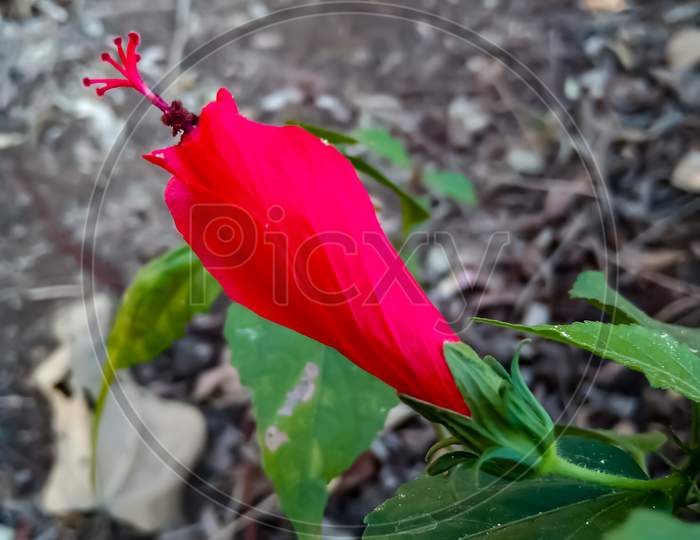 Hibiscus flower bud red colour