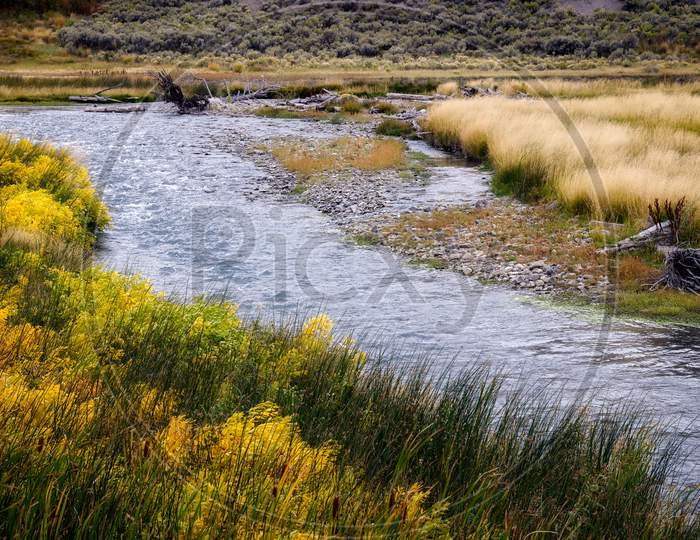 Common Bulrush (Typha Latifolia) Along The Yellowstone River