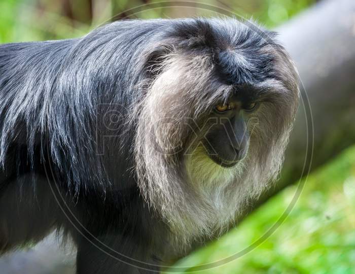 Close Up Of A Lion-Tailed Macaque (Macaca Silenus)