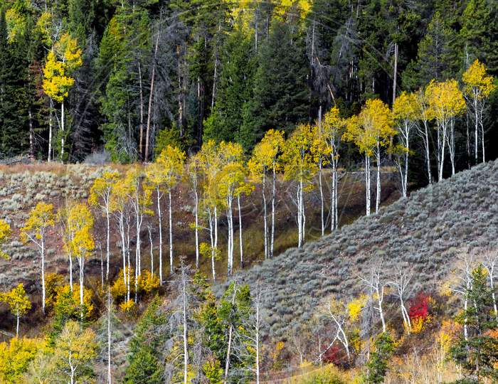 Autumn Colours In Wyoming