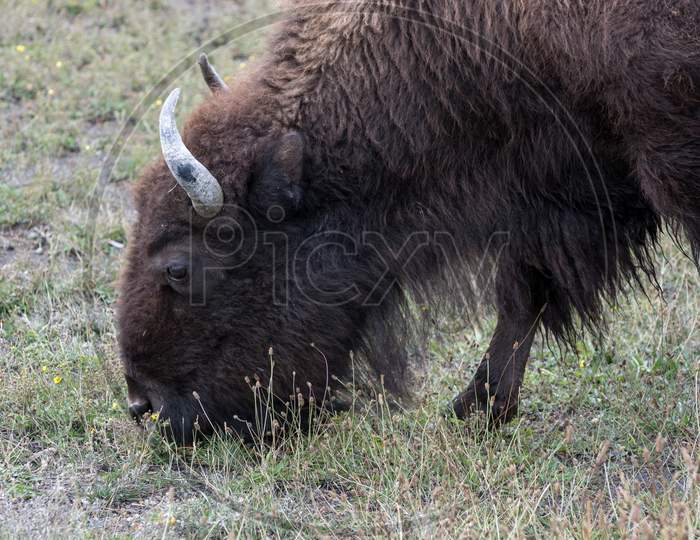 American Bison (Bison Bison)