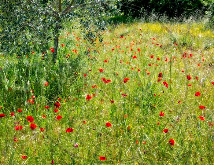Wild Poppies In A Field In Tuscany
