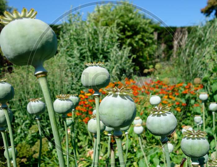 Seed Pods Of The Giant Opium Poppy Pionvallmo (Papaver Somniferum)