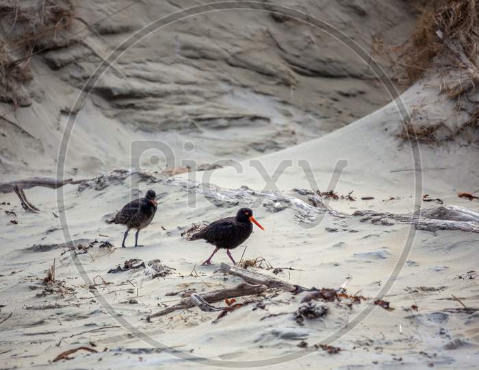Variable Oystercatcher (Haematopus Unicolor) And Chick On A Beach In South Island Of New Zealand