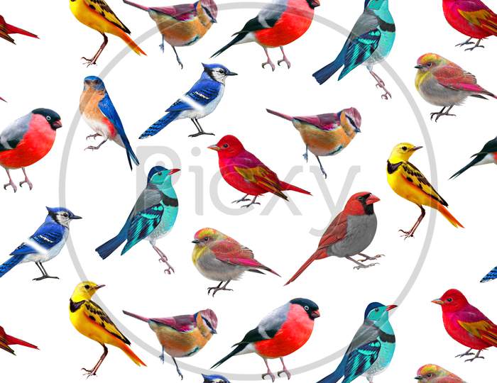 Colorful Birds Digital Design Background Allover