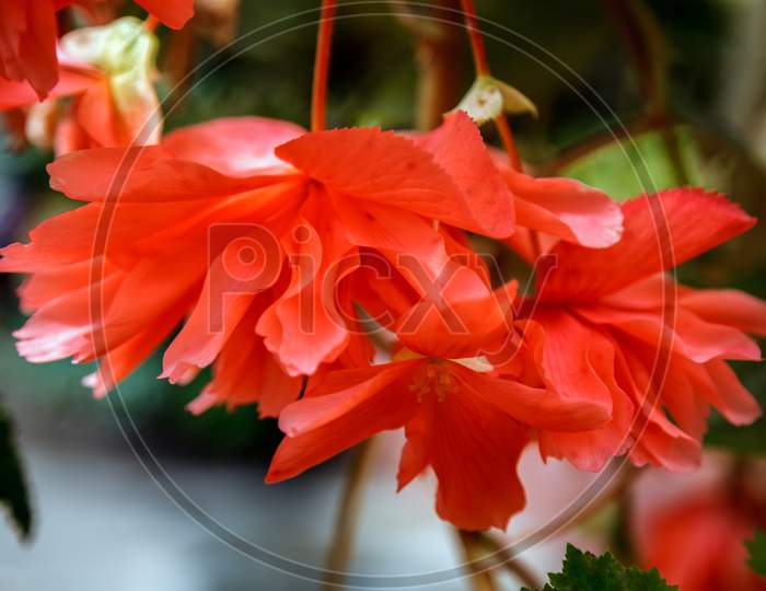 Red Trailing Begonia Flowers In Bloom In New Zealand