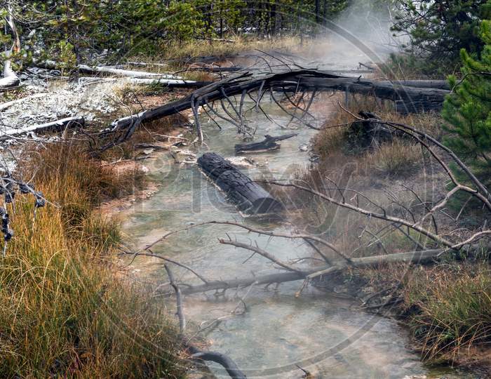 Dead Trees In A Yellowstone Creek