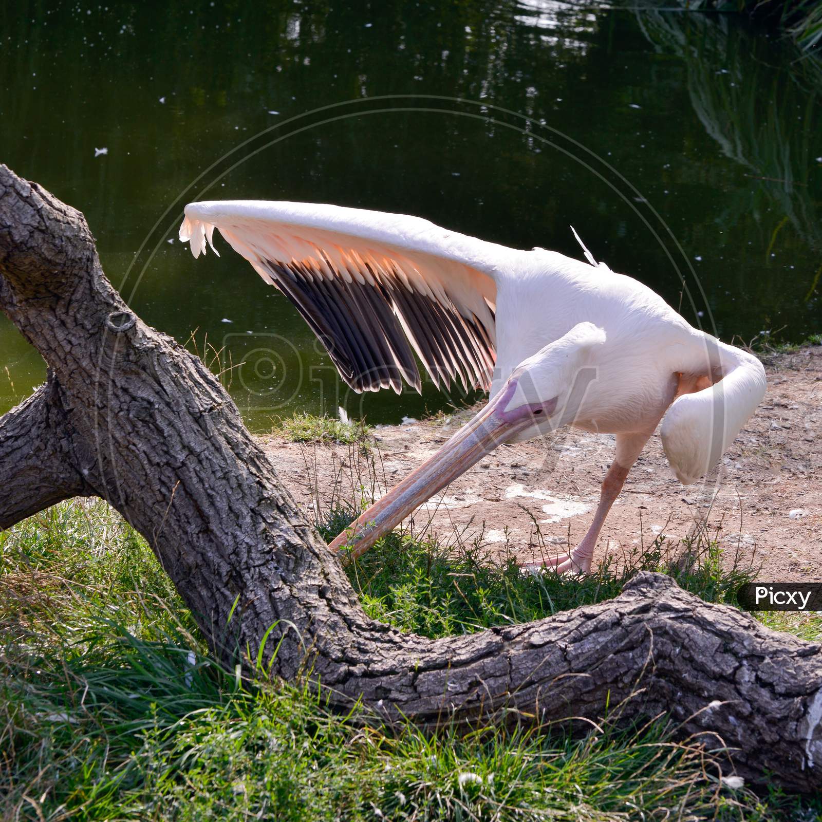 Great White Pelican (Pelecanus Onocrotalus) Standing On One Leg By The Lake