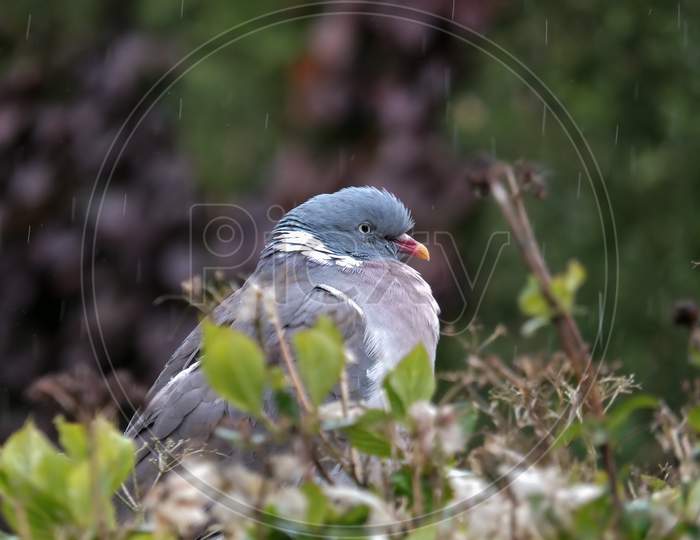 Wood Pigeon Sitting In A Hedge Waiting Out The Rain