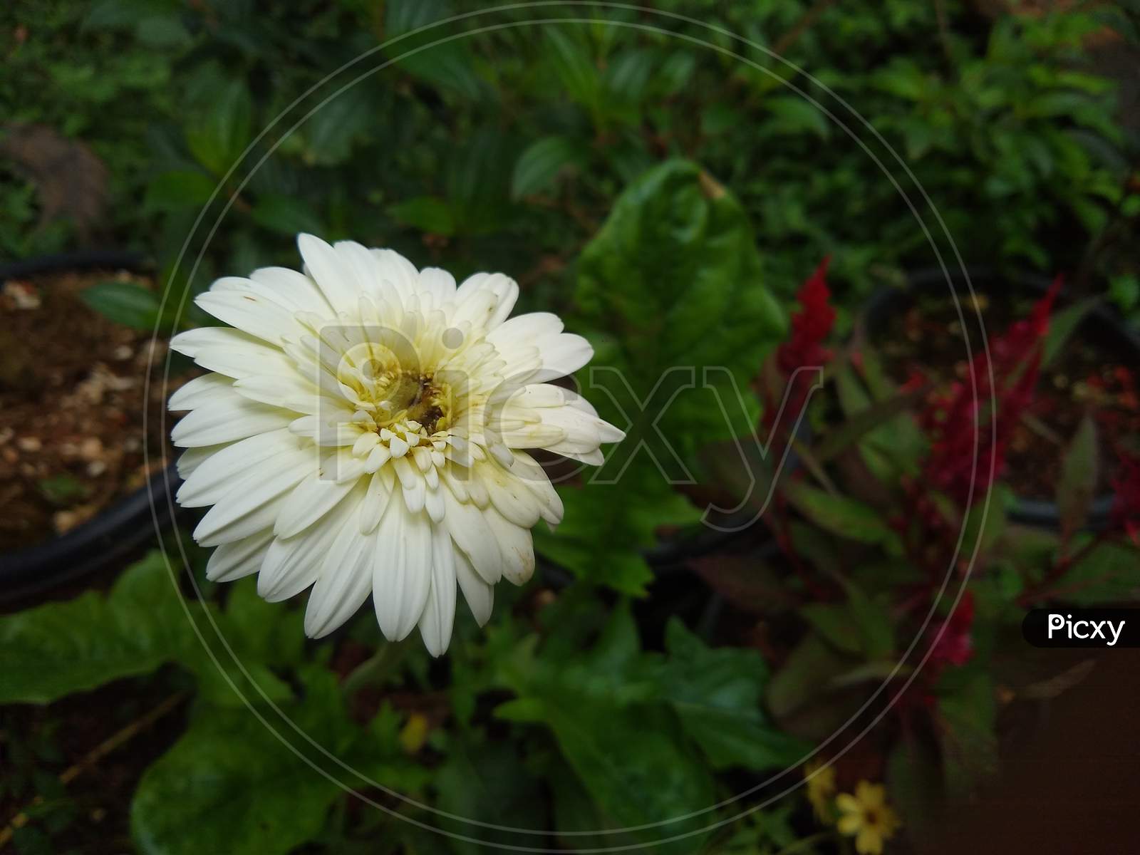 Gerbera Daisy flower in the garden