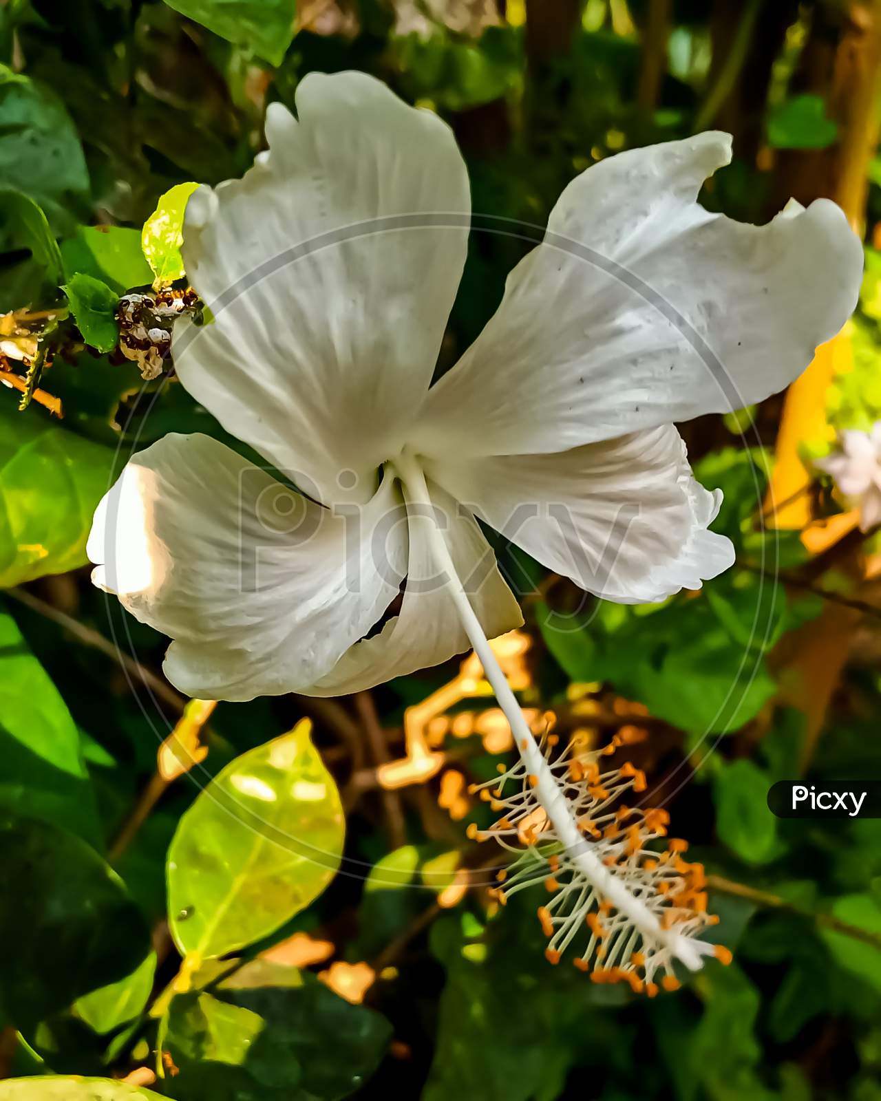 Indian white Hibiscus flower