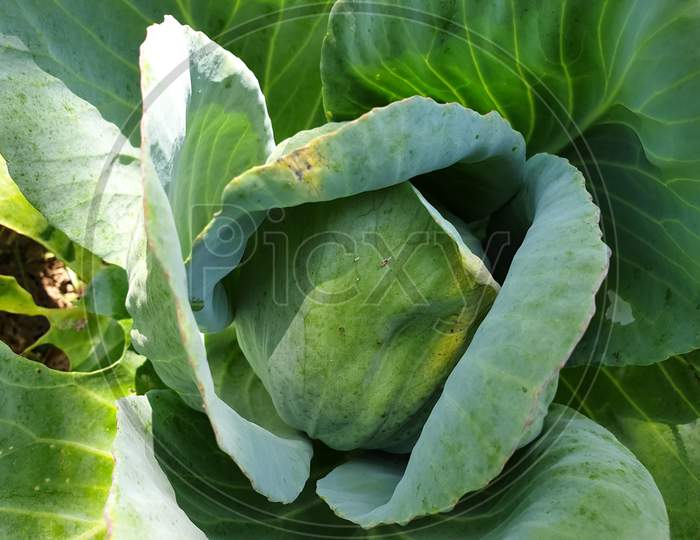 High angle of cabbage in field, hole in cabbage leaf which eaten by pests