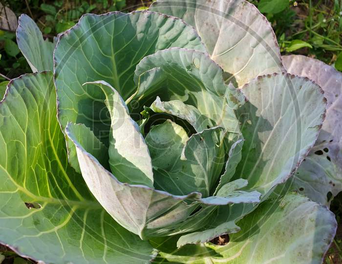 Closeup shot of cabbage eaten by pests