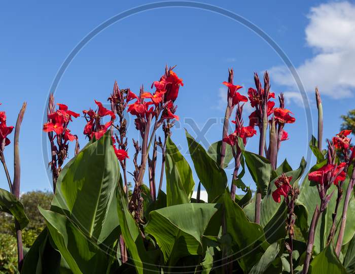 Canna X Generalis Flowering In New Zealand