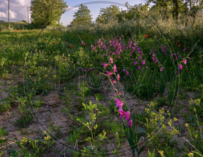 Wild Gladioli Growing In Tuscany
