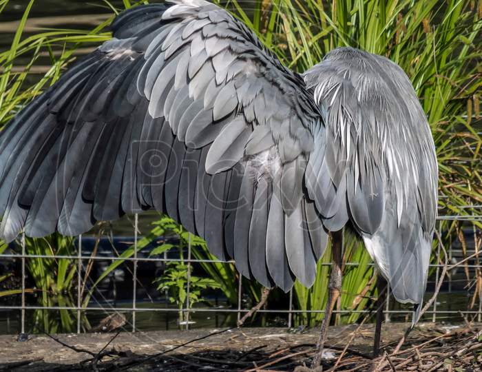 Grey Heron Spreading His Wings