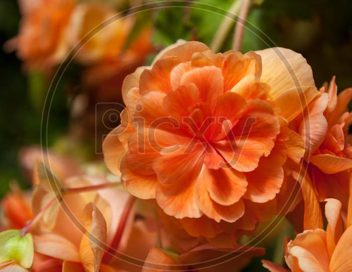 Orange Trailing Begonia Flowers In Bloom In New Zealand