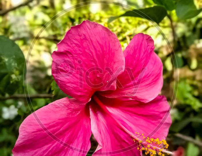 Indian pink Hibiscus flower