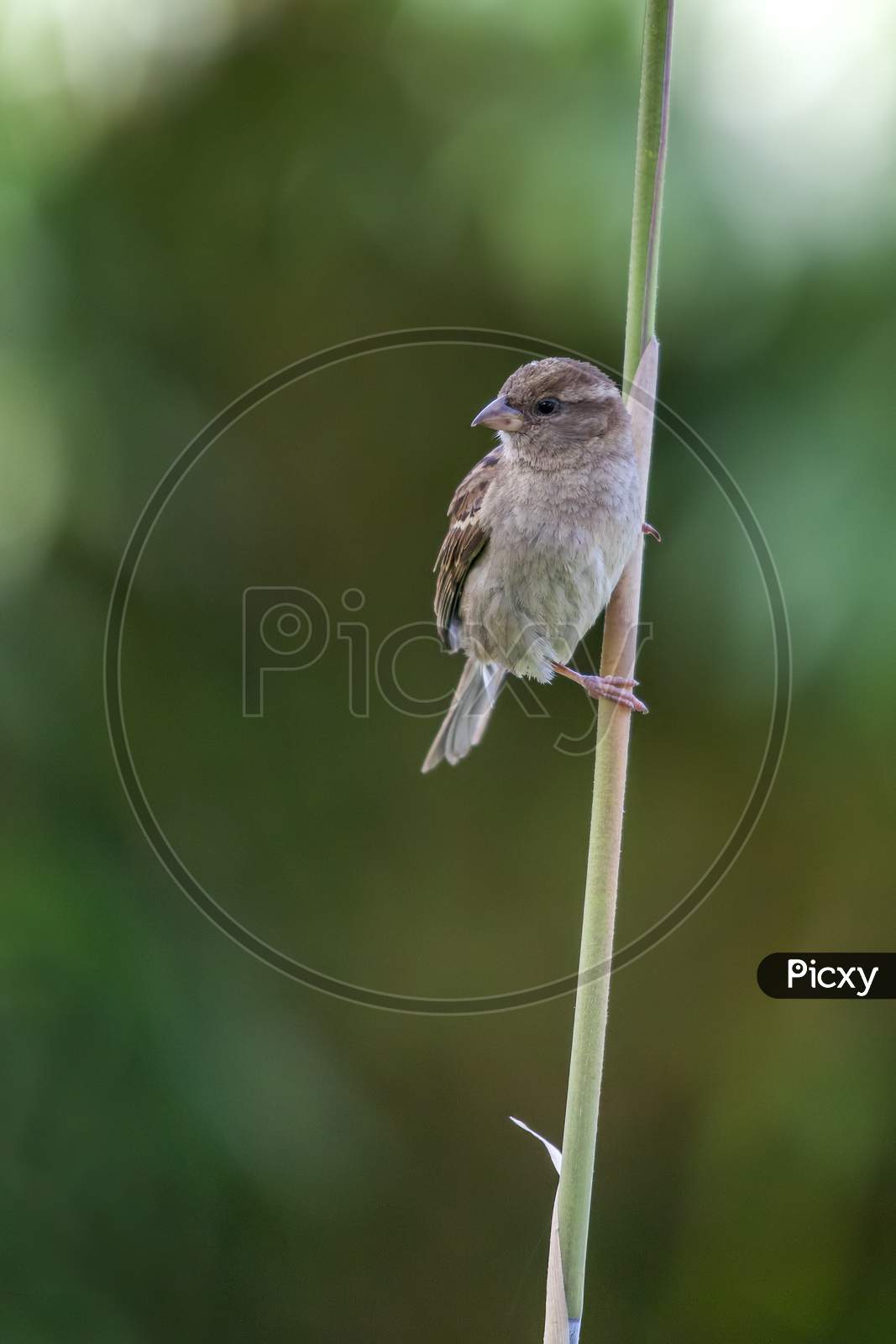 Sparrow (Passeridae) Clinging To A Stalk