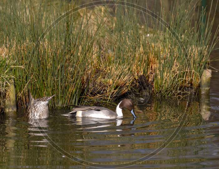 A Pair Of Northern Pintail (Anas Acuta) In London