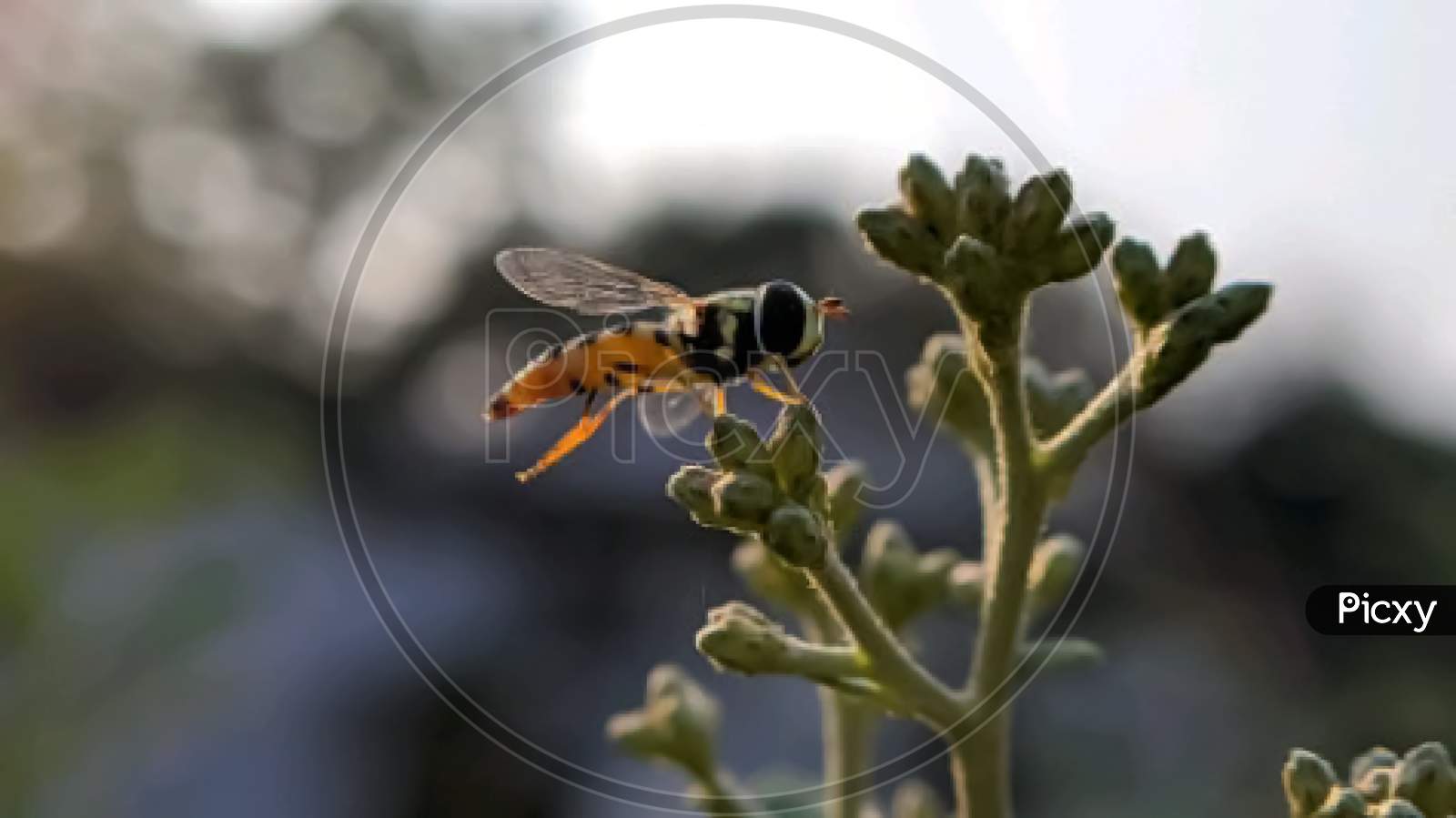 Allograpta fly on leaf in indian village garden fly image garden Allograpta fly image yellow bee image