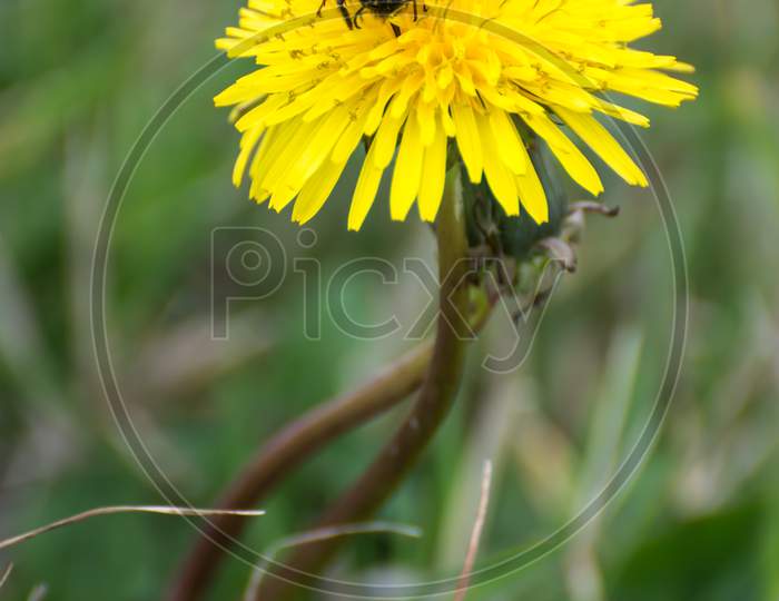 Bee Collecting Pollen From A Dandelion (Taraxacum)