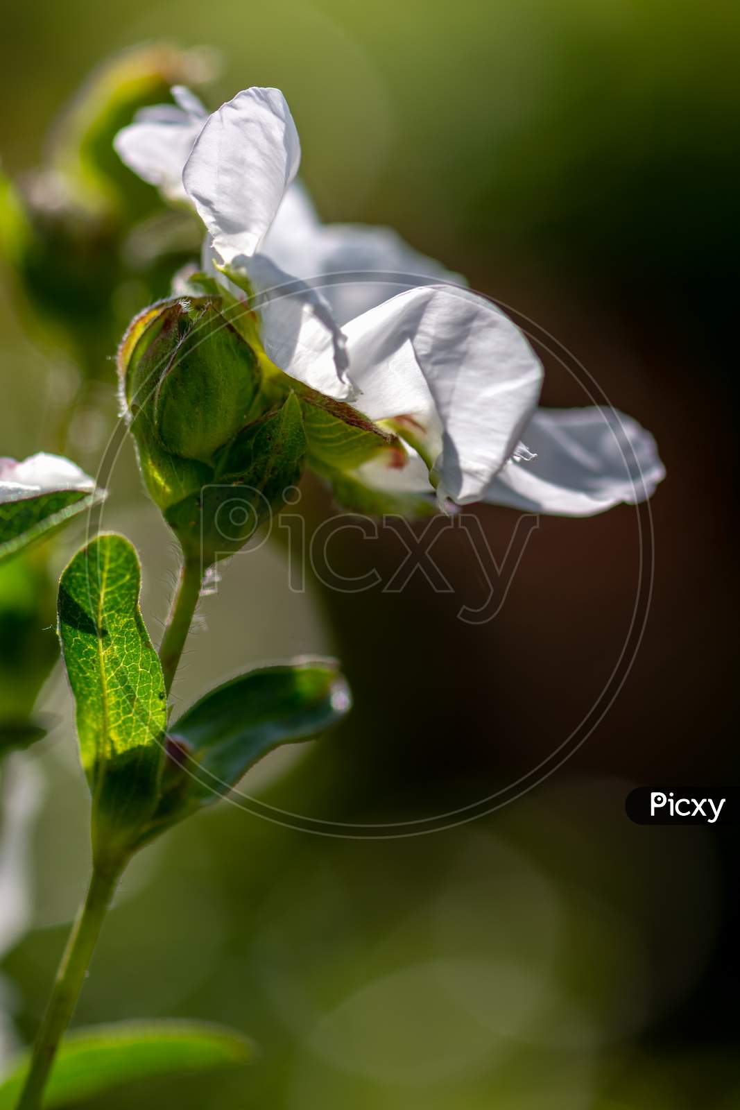 Cistus (Lucitanica Decumbens) Flowering In An English Garden