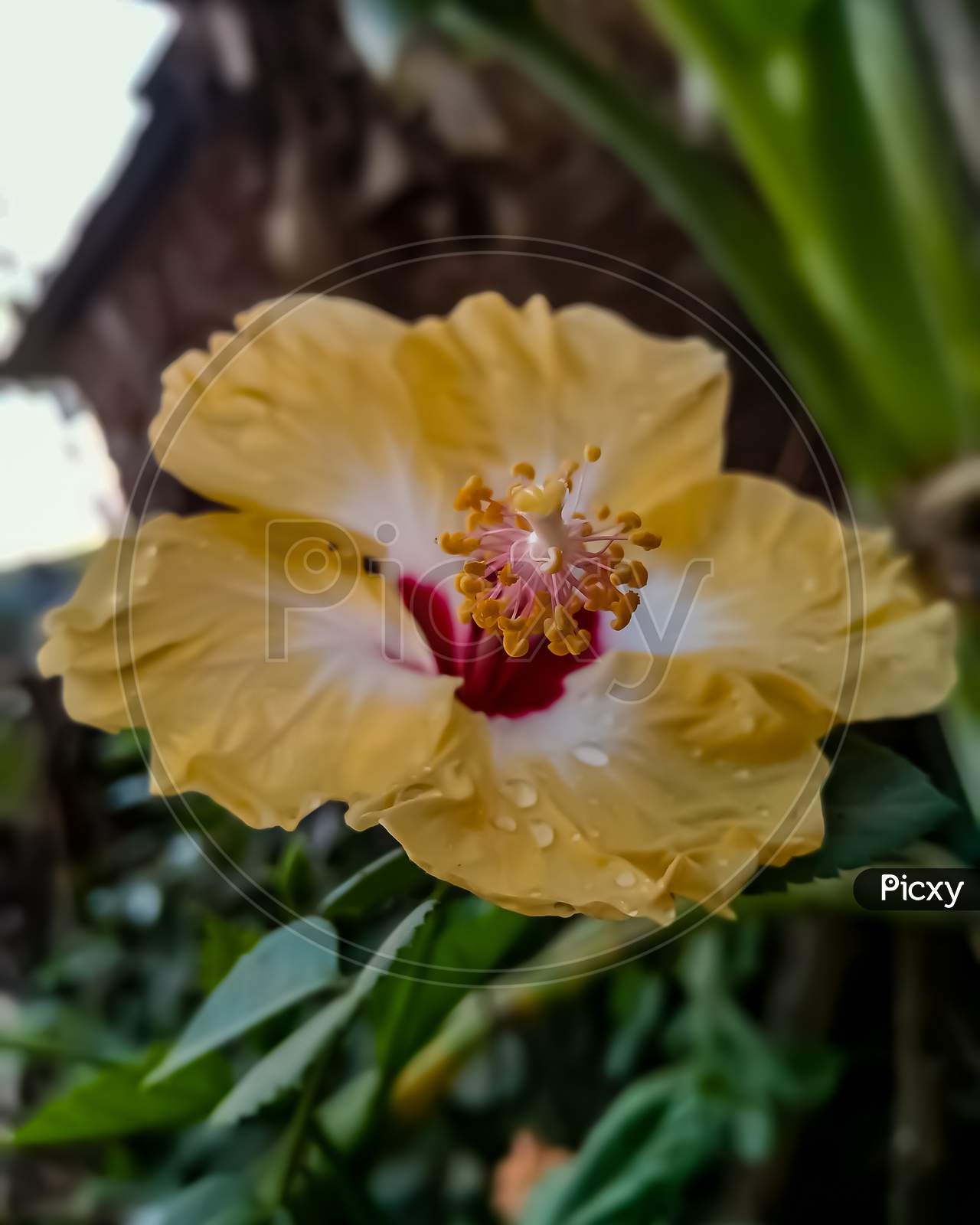 Yellow colour hibiscus flower