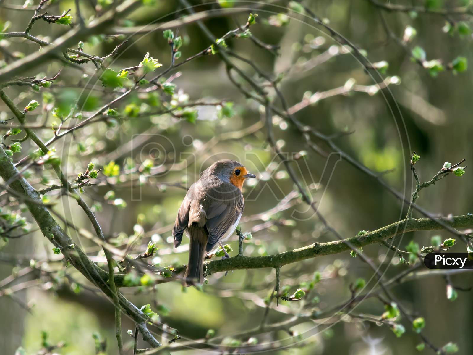 Robin (Erithacus Rubecula) Perched In A Tree