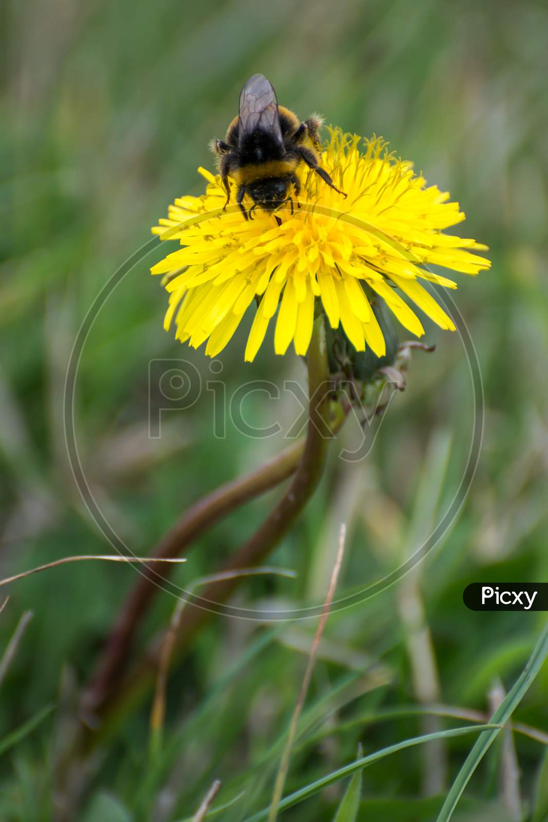 Bee Collecting Pollen From A Dandelion (Taraxacum)