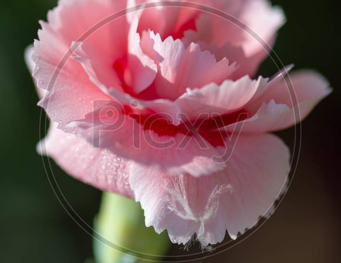 Pink Carnation Flowering In An English Garden