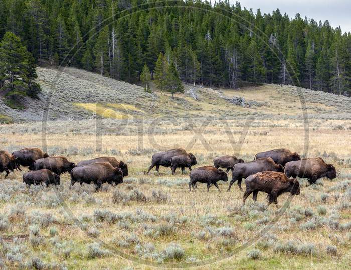 American Bison (Bison Bison) Roaming In Yeloowstone