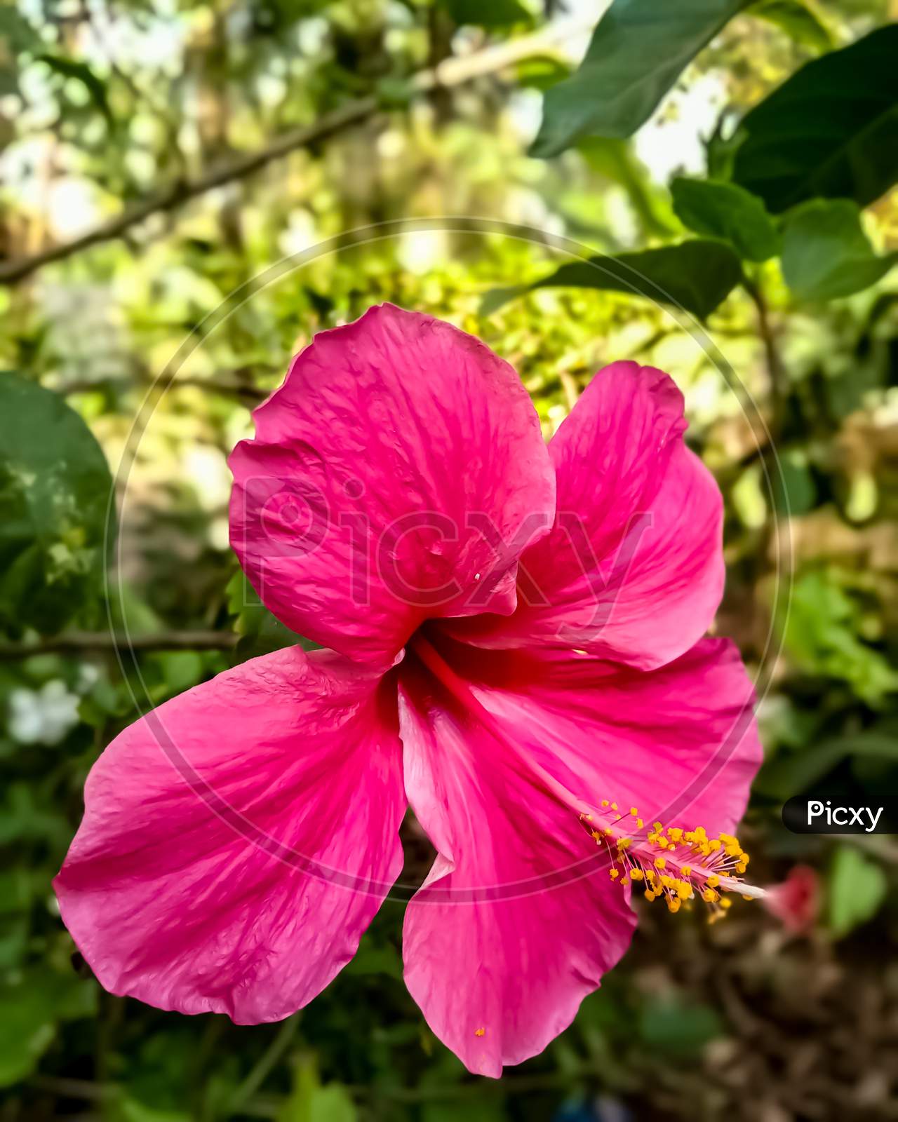 Indian pink Hibiscus flower