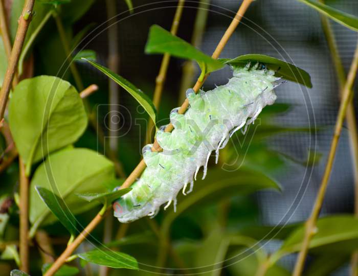 Atlas Moth (Attacus Atlas) Caterpillar Climbing A Plant Stem