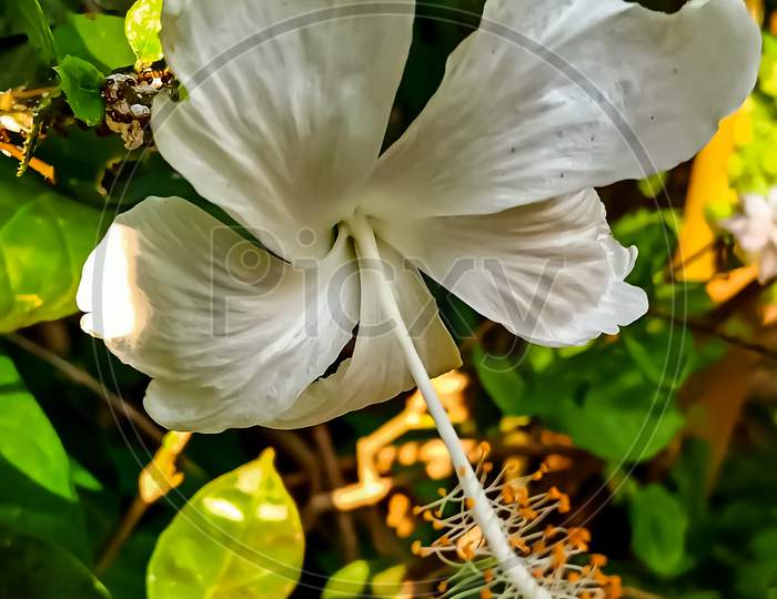 Indian white Hibiscus flower