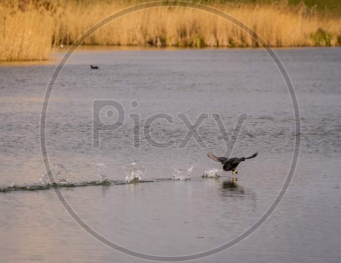 Coot (Fulcia Atra) Running Across The Water