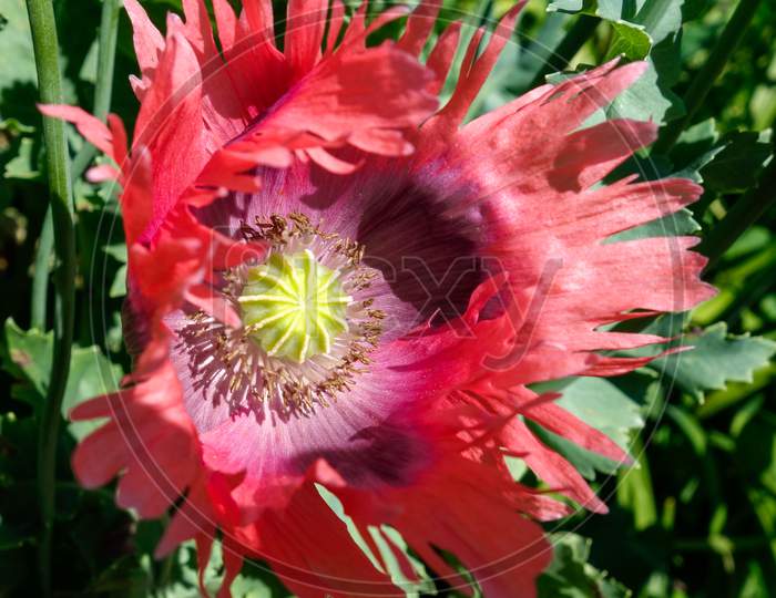 Giant Opium Poppy Pionvallmo (Papaver Somniferum)