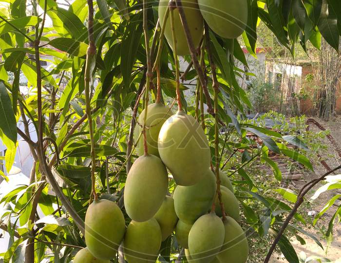 Mango fruit tree