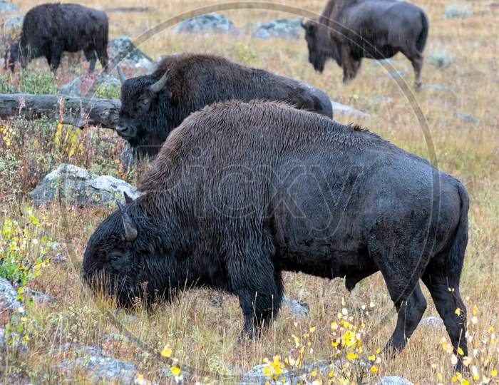 American Bison (Bison Bison)