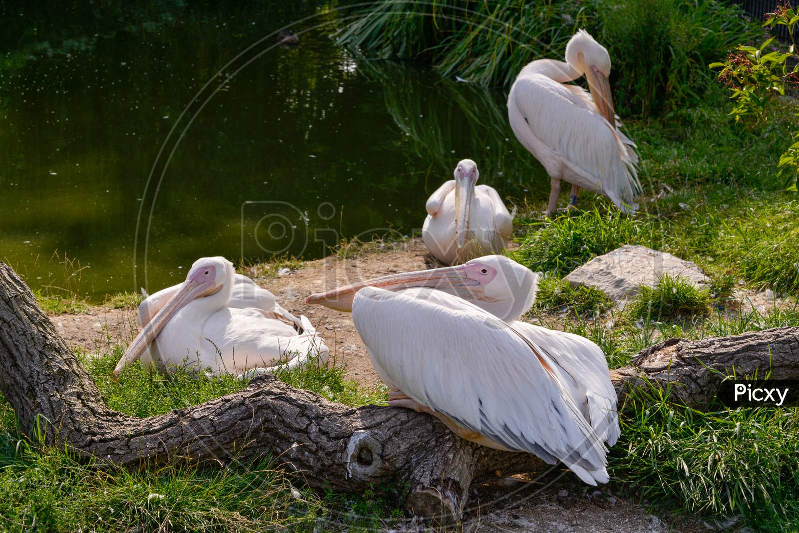 A Group Of Great White Pelican (Pelecanus Onocrotalus) Resting In The Sunshine