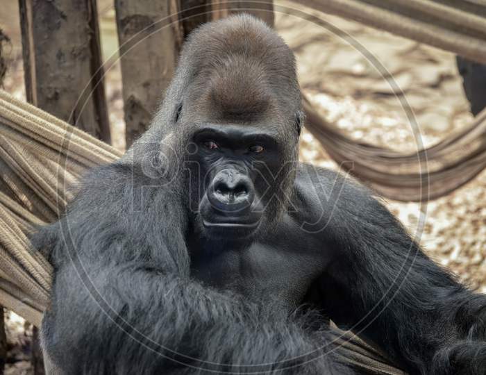 Western Lowland Gorilla Watching People Going By