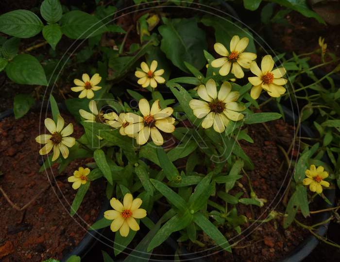 The narrowleaf zinnia (Zinnia angustifolia) flower in the garden