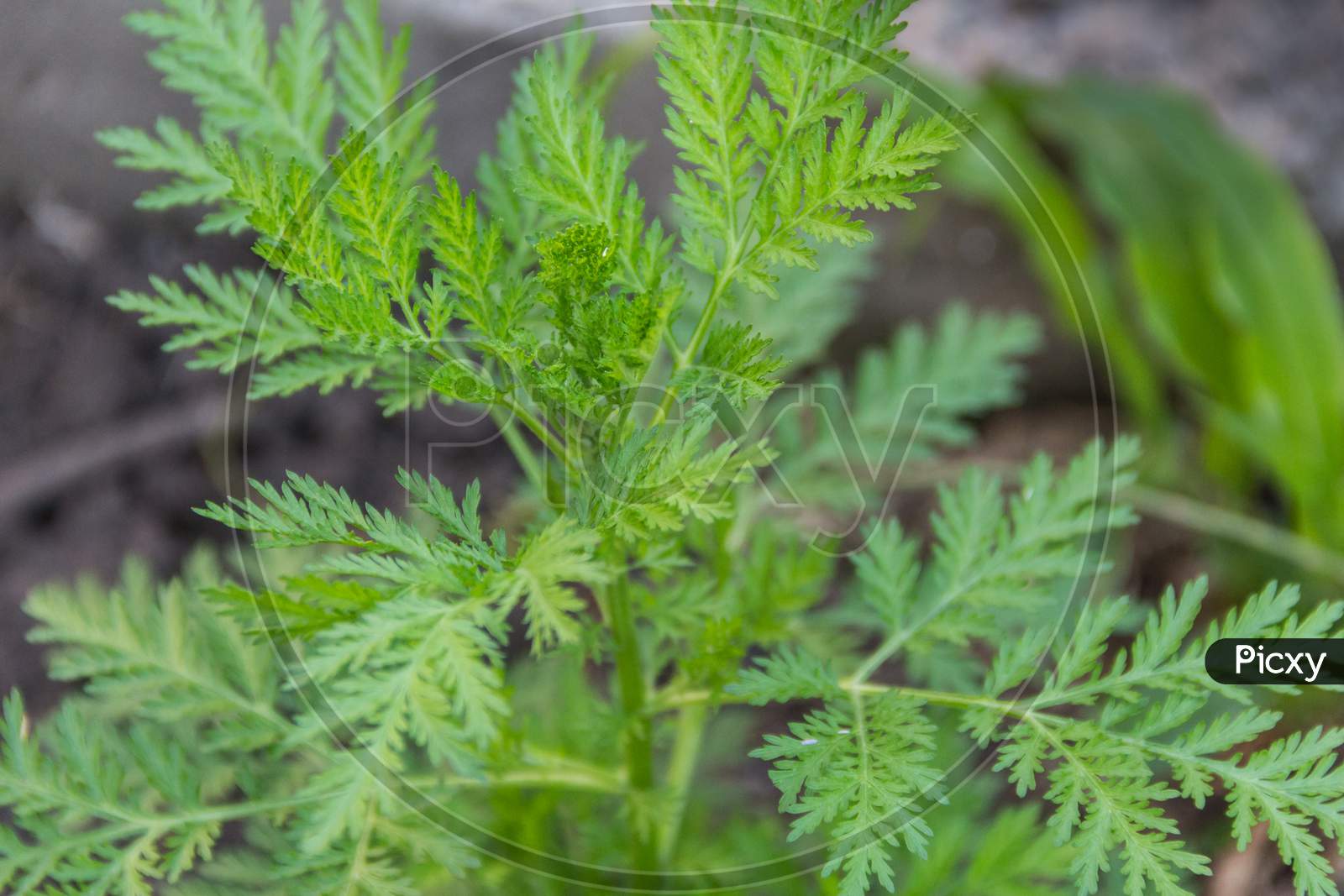 Leaves And Branches Of Mugwort Annua Or Sweet Wormwood That Grows Wild In The Argentine Mountains And Is Used For Alternative Medicine