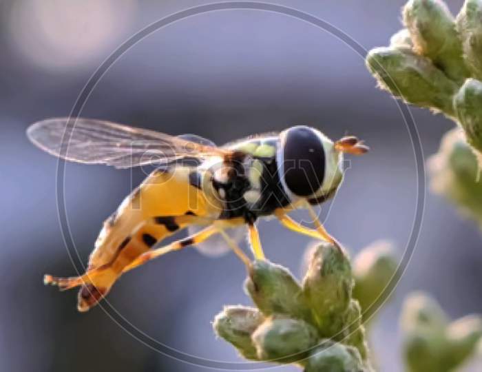 Allograpta fly on leaf in indian village garden fly image garden Allograpta fly image yellow bee image