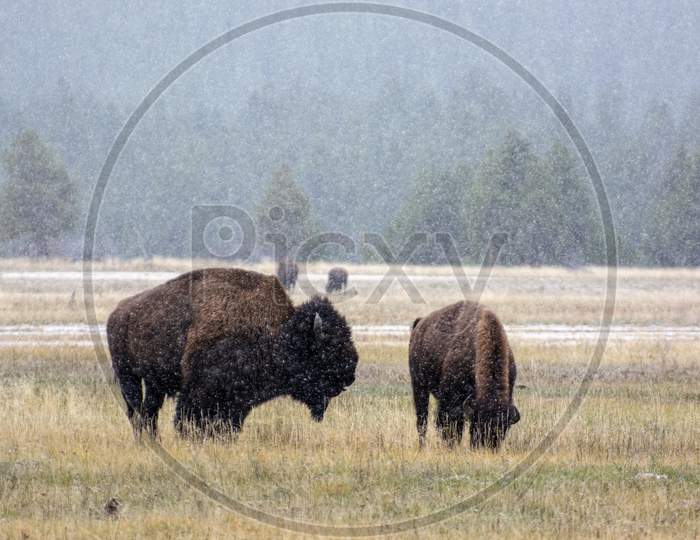 American Bison (Bison Bison) In The Snow