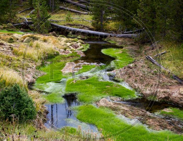 Vibrant Green Growth In A Creek In Yellowstone National Park