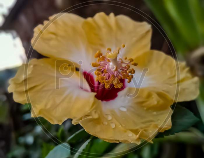Yellow colour hibiscus flower