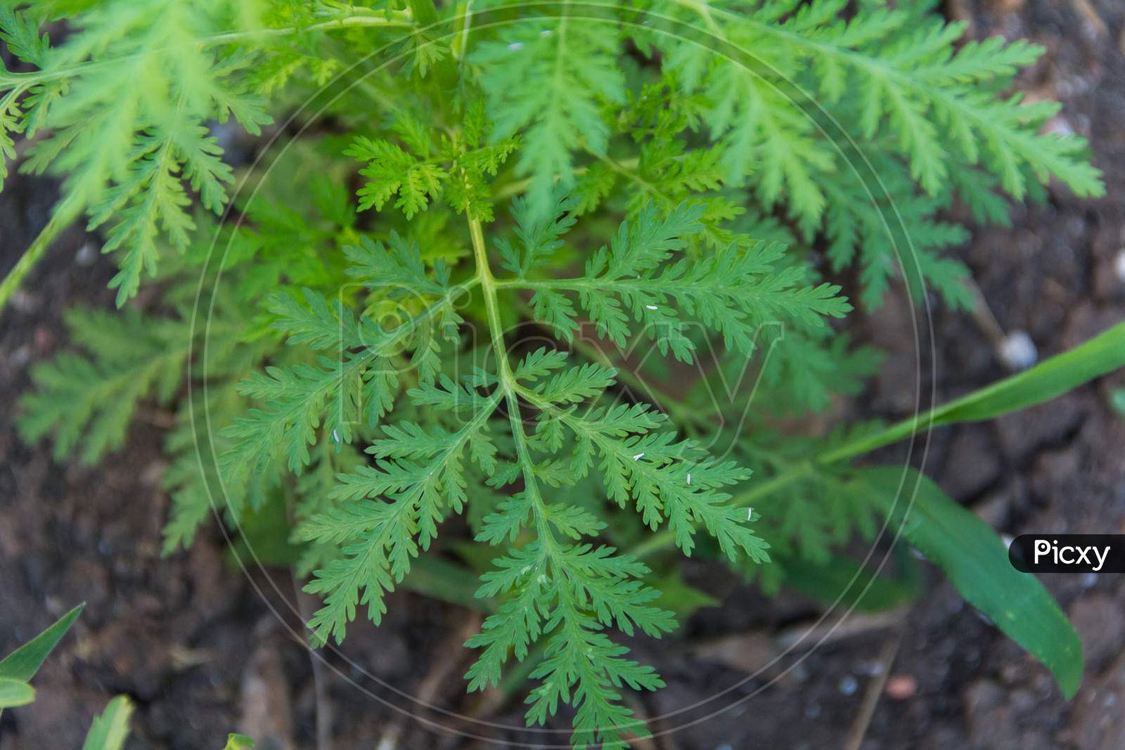 Leaves And Branches Of Mugwort Annua Or Sweet Wormwood That Grows Wild In The Argentine Mountains And Is Used For Alternative Medicine