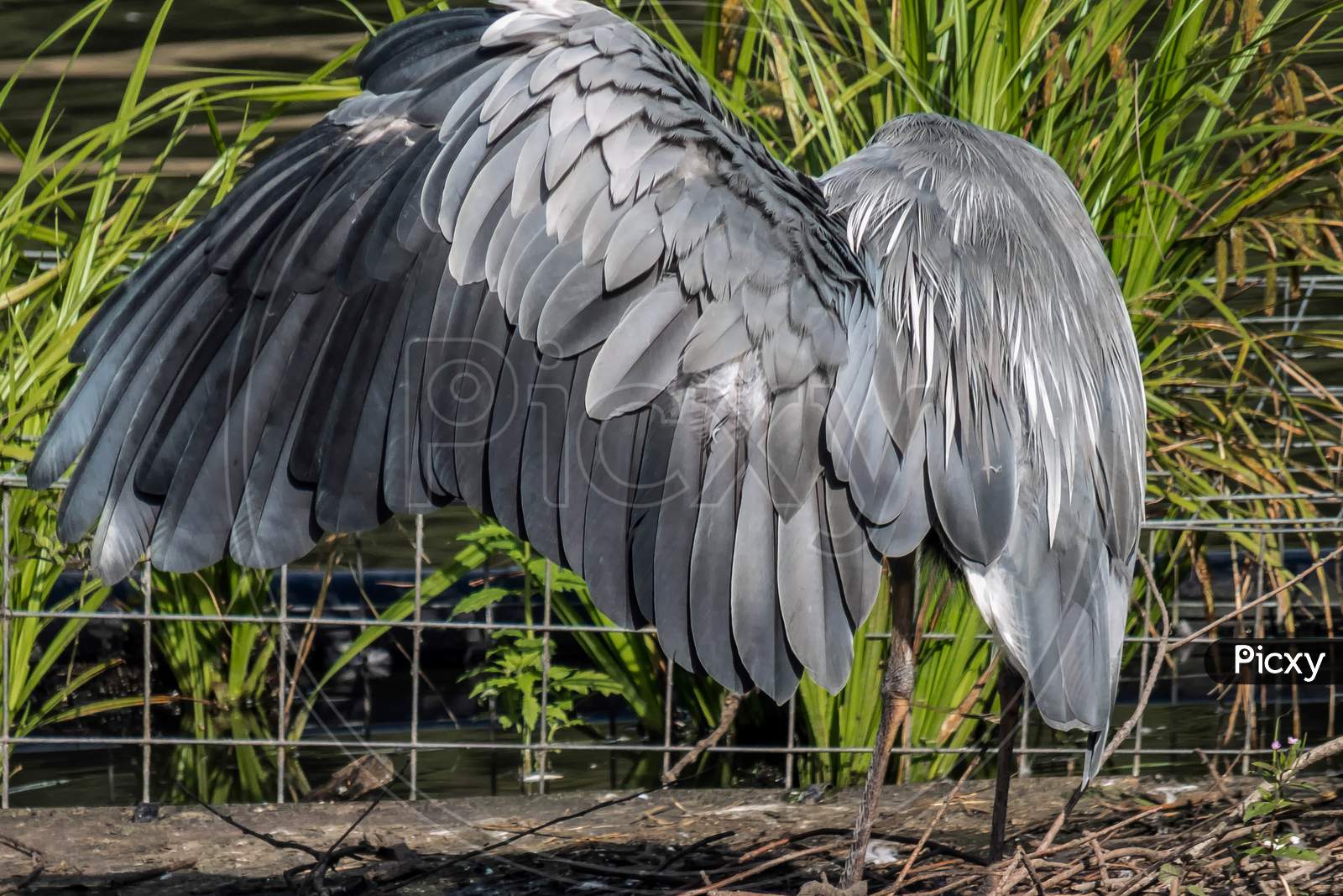 Grey Heron Spreading His Wings